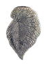 Original Pin/Pendant: Begonia Leaf - SS
