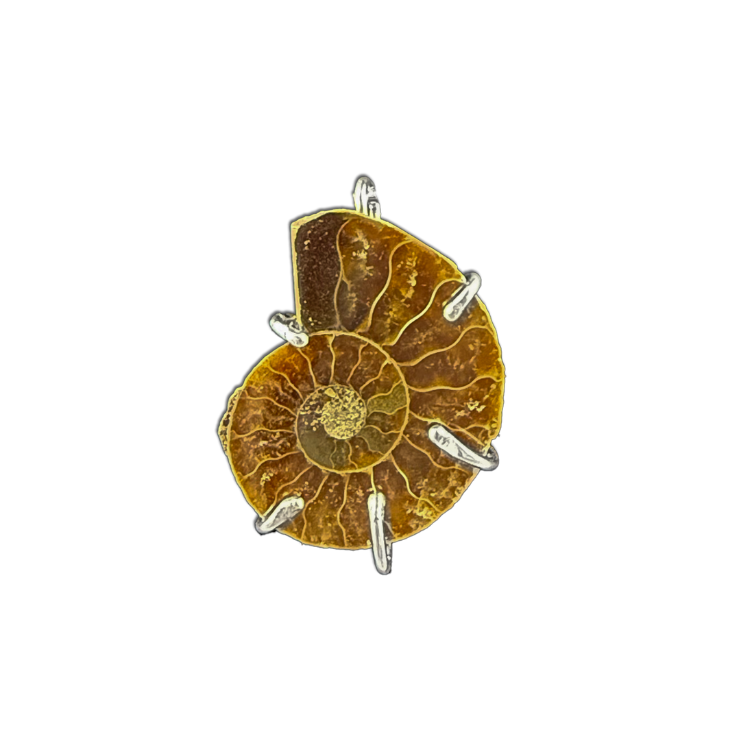Ammonite Fossil Necklace - Sterling Silver