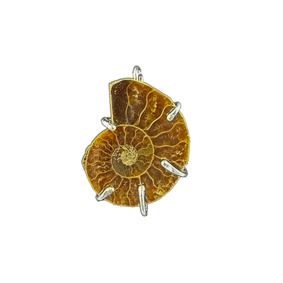 Ammonite Fossil Necklace - Sterling Silver