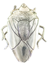Original Pin/Pendant: Halyomorpha Halys - SS