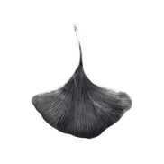 Gingko Necklace in Sterling