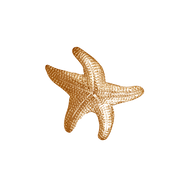 Starfish Pin/Pendant - SM