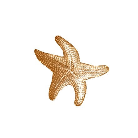 Starfish Pin/Pendant - SM