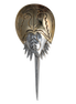 Horseshoe Crab Pin/Pendant - LG