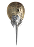 Horseshoe Crab Pin/Pendant - Large
