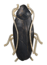 Palmetto Bug Pin